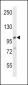 AP2A1 Antibody (C-term)