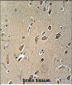 NGFR Antibody