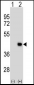 DPPA2 Antibody