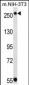 TSC2 Antibody