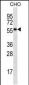 RPS6KL1 Antibody
