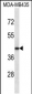 LHX2 Antibody