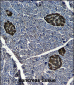 ENOG Antibody