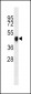 BMI1 Antibody