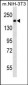 PDGFR Antibody