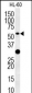 TRAF3 Antibody (C-term)