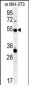 TRAF3 Antibody (C-term)