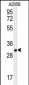 TRI73 Antibody  (C-term)