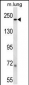 LAMB1 Antibody (C-term)