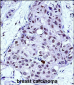 MYB Antibody (Center)