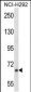 MYB Antibody (Center)