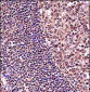 TCF3 Antibody (C-term)