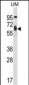 TCF3 Antibody (C-term)