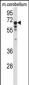 TCF3 Antibody (C-term)