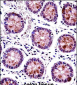 HEXIM1 Antibody (N-term)