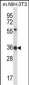 HEXIM1 Antibody (N-term)