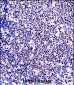 TNFSF13B Antibody (N-term)