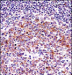 VASP Antibody (C-term)