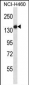 TLR8 Antibody (Center)