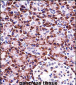 NLRP12 Antibody (N-term)