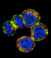 BIRC3 Antibody (N-term)