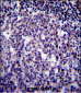 BIRC3 Antibody (N-term)