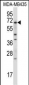 BIRC3 Antibody (N-term)