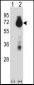 BIRC3 Antibody (N-term)