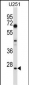 HES1 Antibody (N-term)