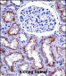 NOX4 Antibody (N-term)