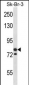 MCM3 Antibody (N-term)