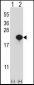 CYB5A Antibody (Center)