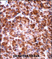 USO1 Antibody (C-term)