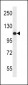 USO1 Antibody (C-term)