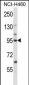 KIF2C Antibody (N-term)