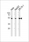 TERF2IP Antibody (C-term)