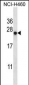 BAG2 Antibody (C-term)