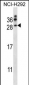 NRTN Antibody (Center)