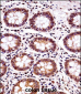 BANF1 Antibody (Center)