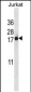 BANF1 Antibody (Center)