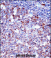 SPN/CD43 Antibody (Center)