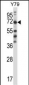 FARSB Antibody (C-term)