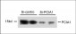 PCIA1 Antibody (Center)