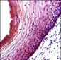 BBC3 Antibody (Center)