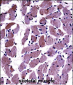 DAG1 Antibody (C-term)