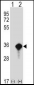 AES Antibody (C-term)