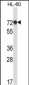 RBM39 Antibody (N-term)