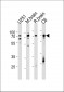 FUBP1 Antibody (Center)