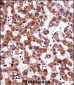 TRAP1 Antibody (C-term)