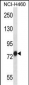 TRAP1 Antibody (C-term)